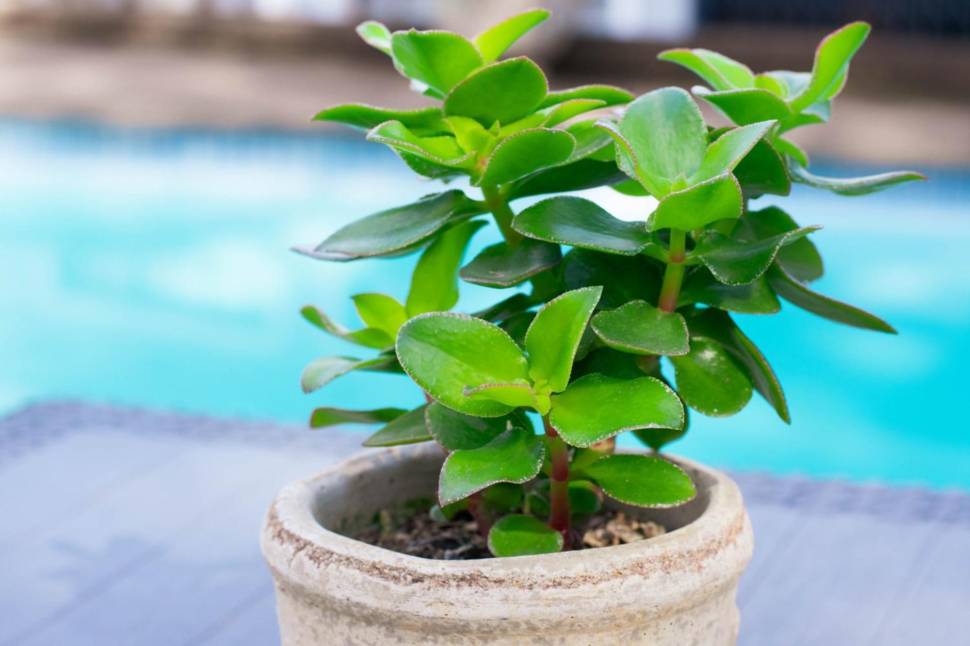 African Sands B&B Amanzimtoti Ngoại thất bức ảnh